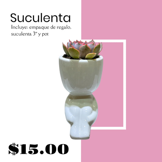 Suculenta + Pot